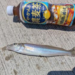 キス狙いと少しだけサビキ